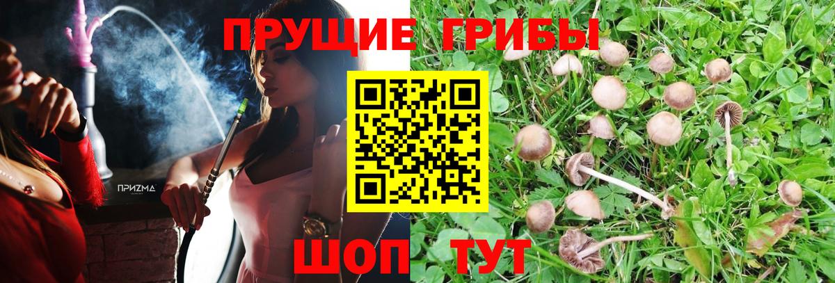 Лесосибирск  Галлюциногенные грибы Cubensis  Вход с VPN 
